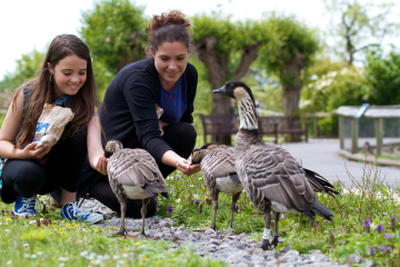 Hand-feeding Hawaiian geese (adult and child) WWT.jpg